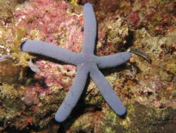 More of the starfish taken at Manado, Indonesia by Dennis Siau 